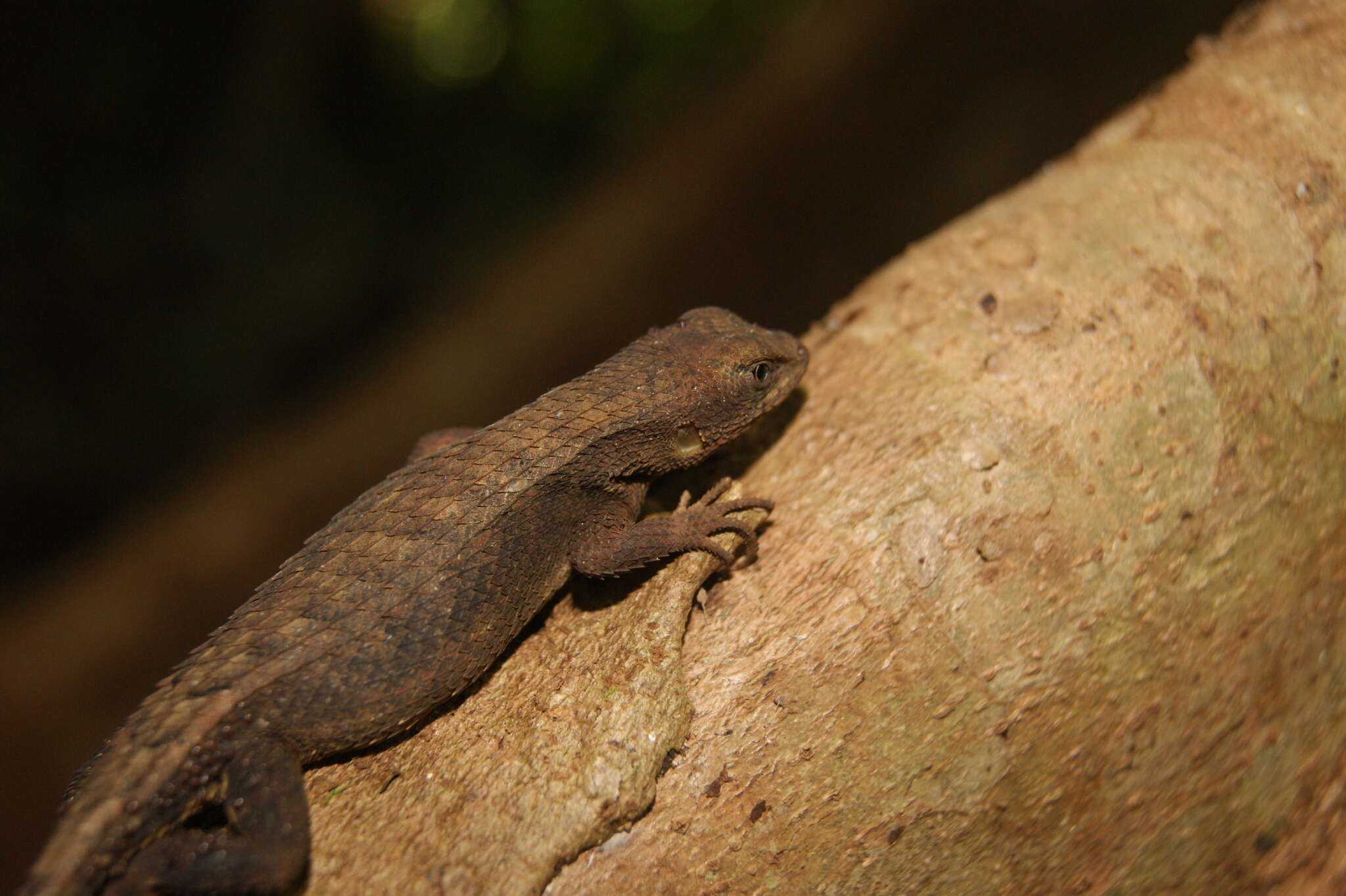 Image of Dwarf Spiny Lizard