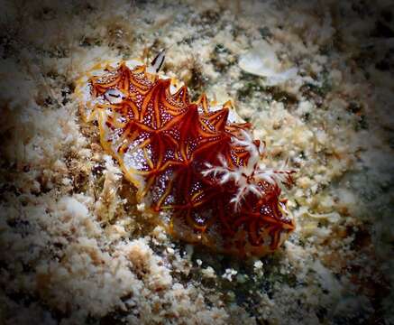 Image of Orange edged ridged black slug