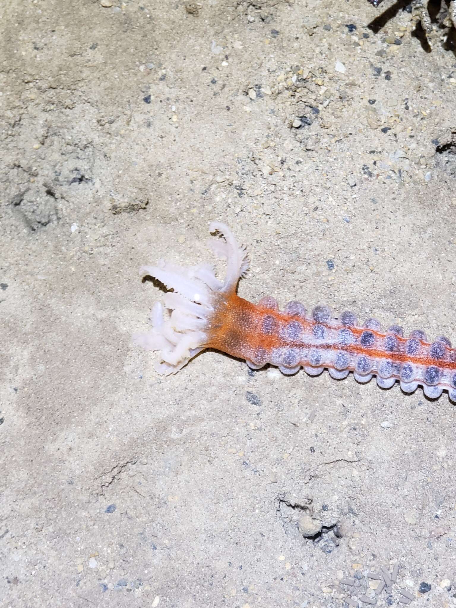 Image of Conspicuous Sea Cucumber