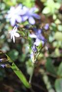 Orthrosanthus exsertus (R. C. Foster) Ravenna的图像