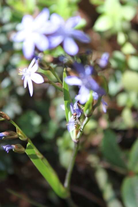 Orthrosanthus exsertus (R. C. Foster) Ravenna的图像