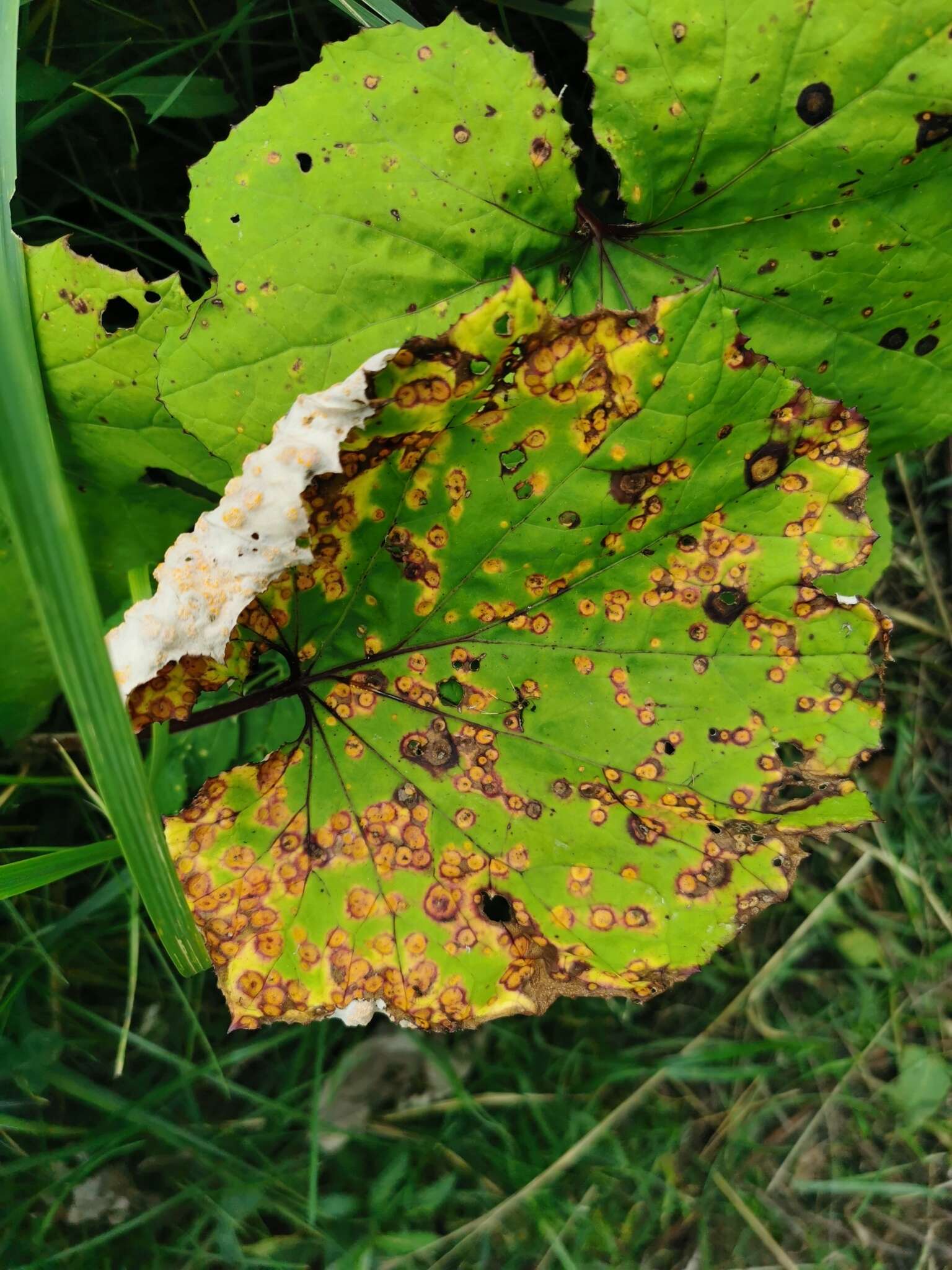 Imagem de Puccinia poarum Nielsen 1877