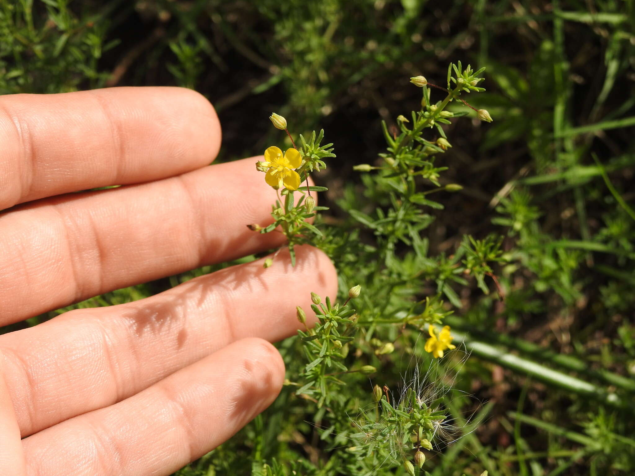 Plancia ëd Scoparia montevidensis (Spreng.) R. E. Fries