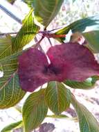 Image of Terminalia tropophylla H. Perrier