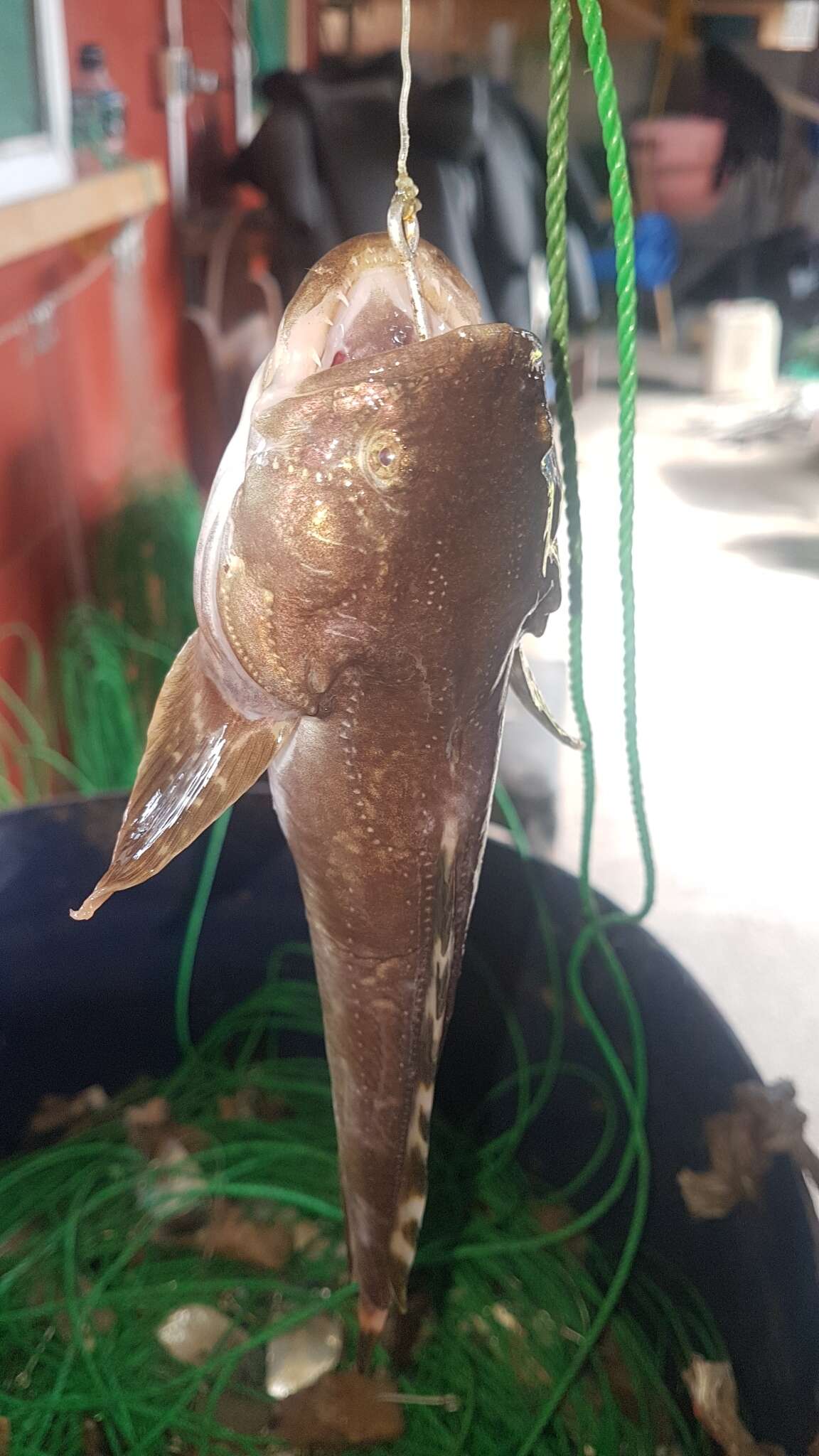 Image of Monkfish