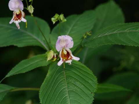 Image of Impatiens edgeworthii Hook. fil.