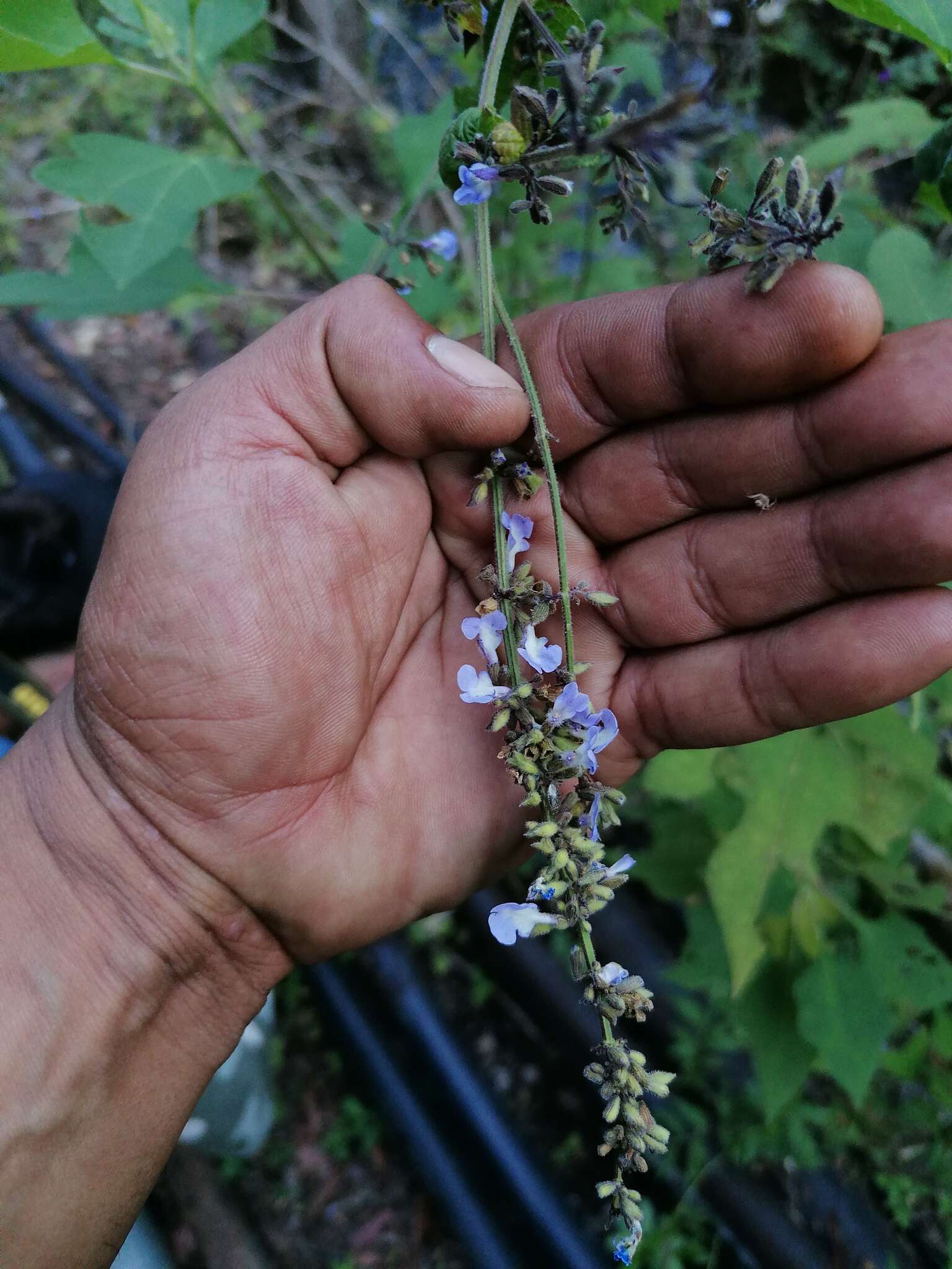 Salvia protracta Benth. resmi