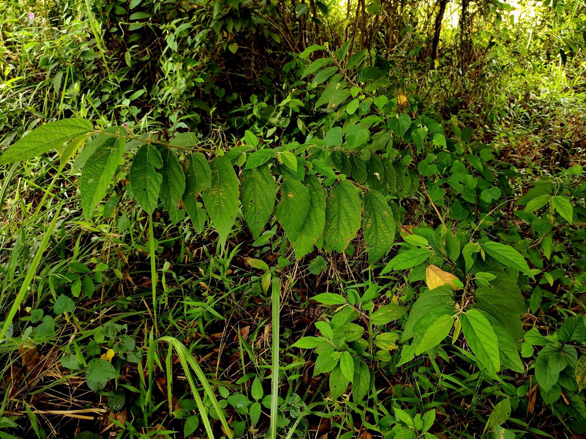 Image of Helicteres hirsuta Lour.