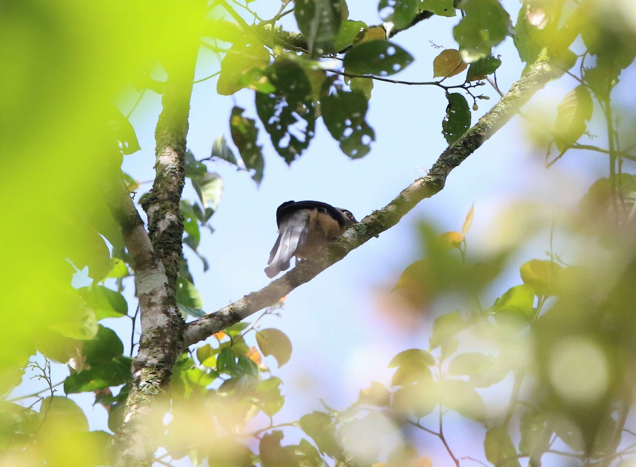 Image of Bornean Treepie