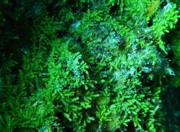 Image of Caulerpa webbiana