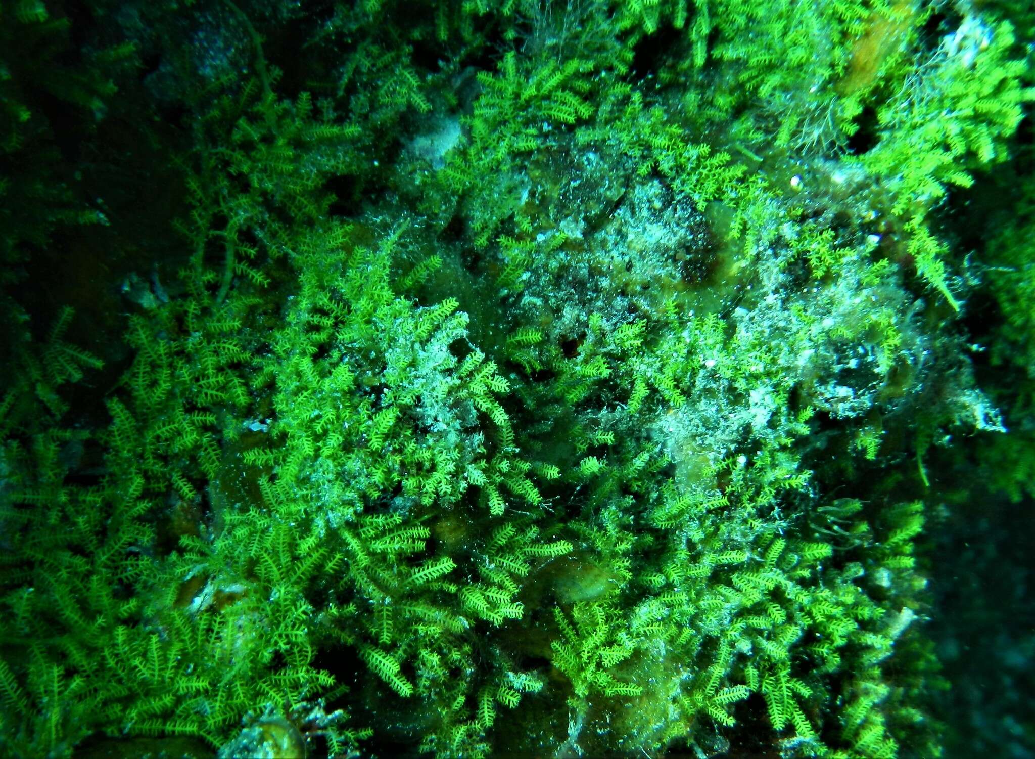 Image of Caulerpa webbiana