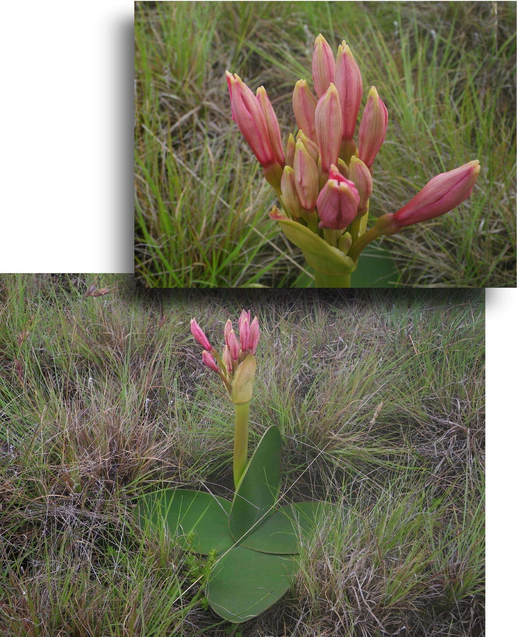 Image of Brunsvigia radulosa Herb.