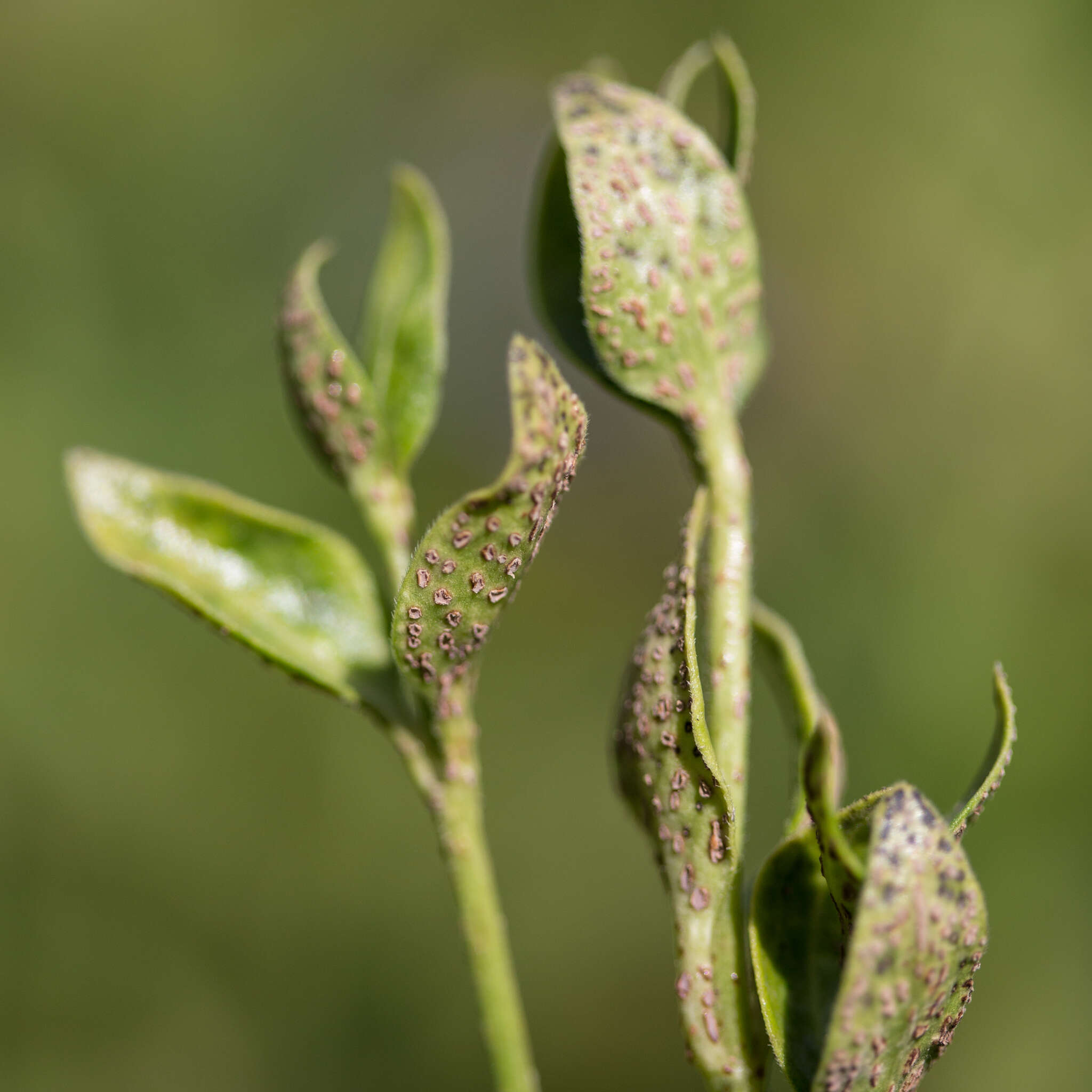 Plancia ëd Puccinia vincae (DC.) Berk. 1836