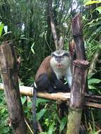 Image of Mona Guenon