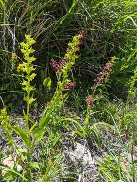 Image of Ballerina Orchid