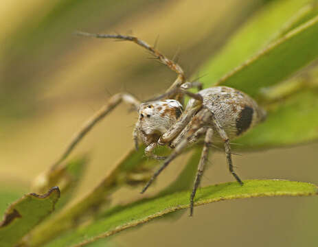 Image of Oxyopes variabilis L. Koch 1878