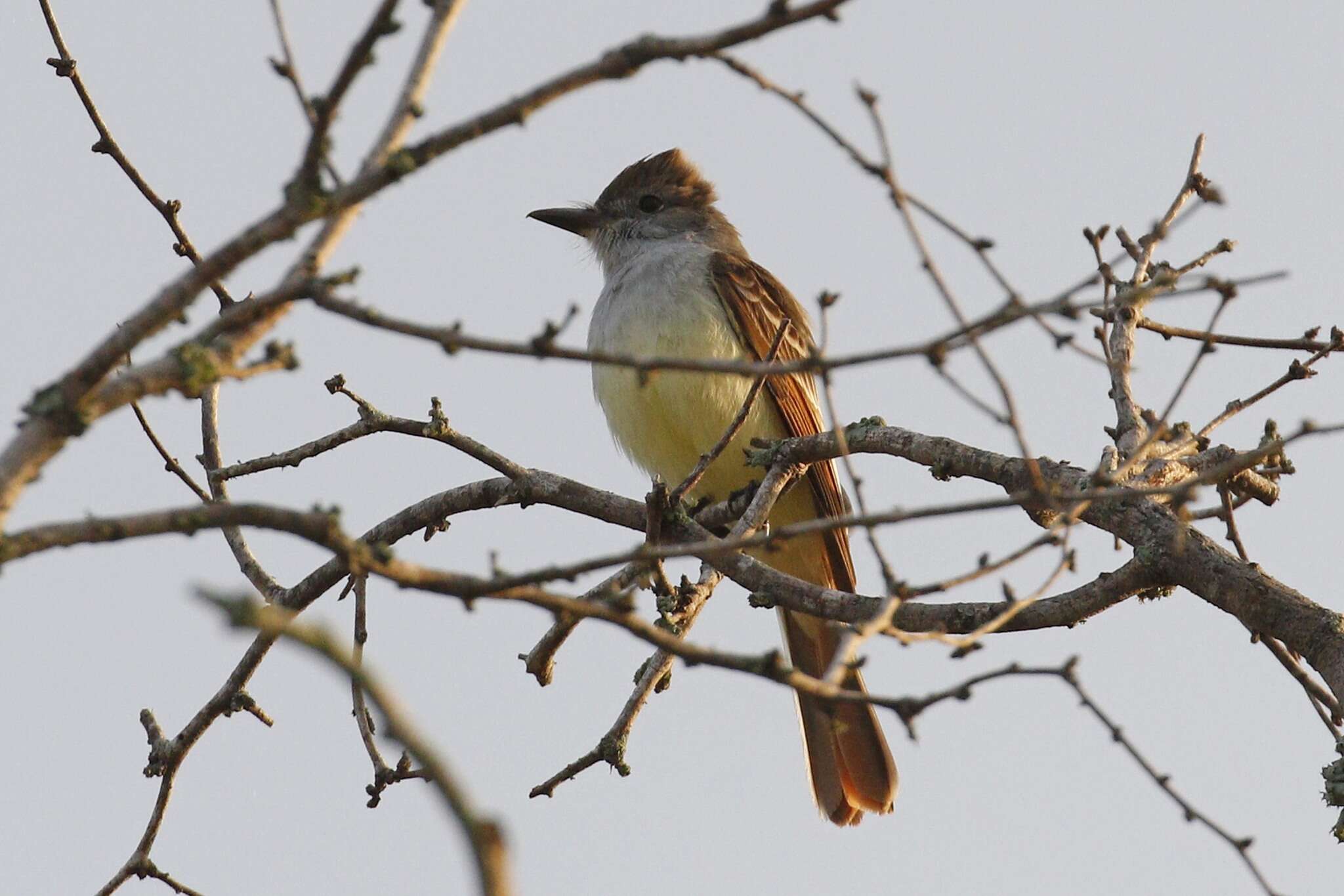 صورة Myiarchus tyrannulus (Müller & Pls 1776)