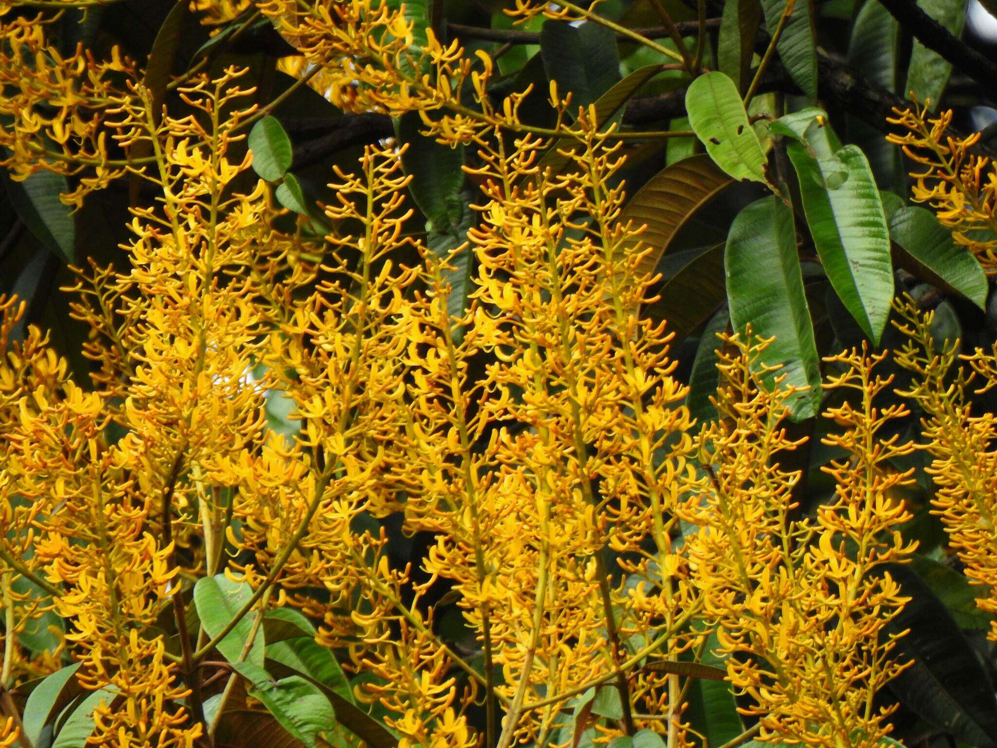 Image of Vochysia sabatieri L. Marcano-Berti