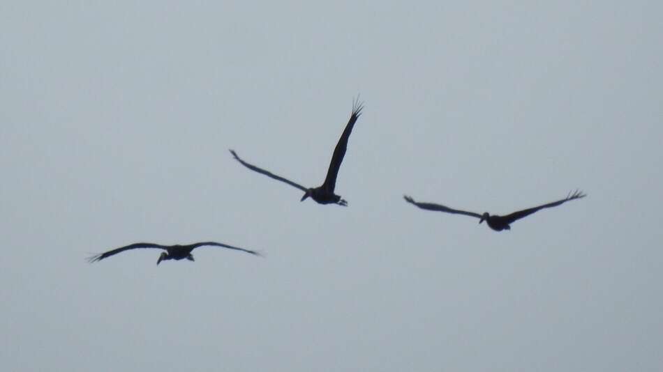 Image of Openbill stork