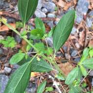 Sivun Acalypha gracilens A. Gray kuva