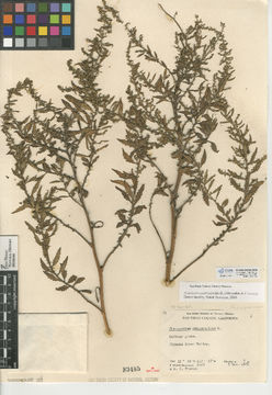 Image of Mexican tea