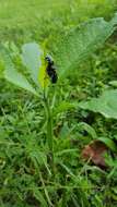 Image of Margined Blister Beetle