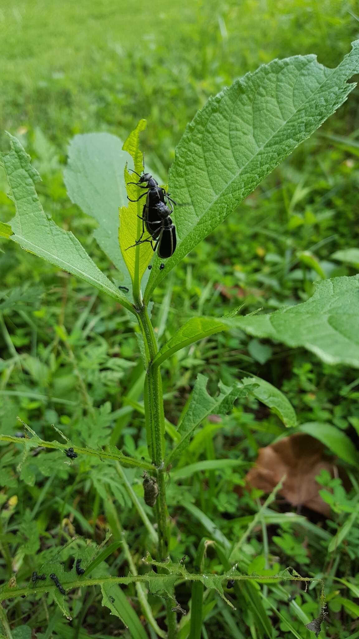 Image of Margined Blister Beetle