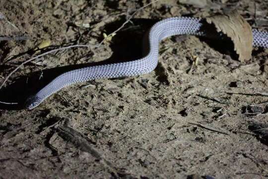 Image of Cape File Snake