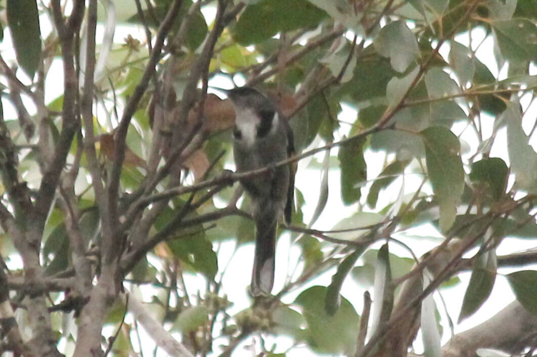 Image of Crescent Honeyeater