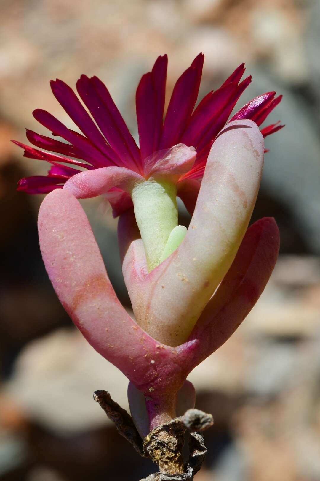 Image of Malephora purpureocrocea (Haw.) Schwant.