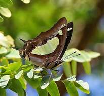 Image of Polyura agrarius Swinhoe 1886