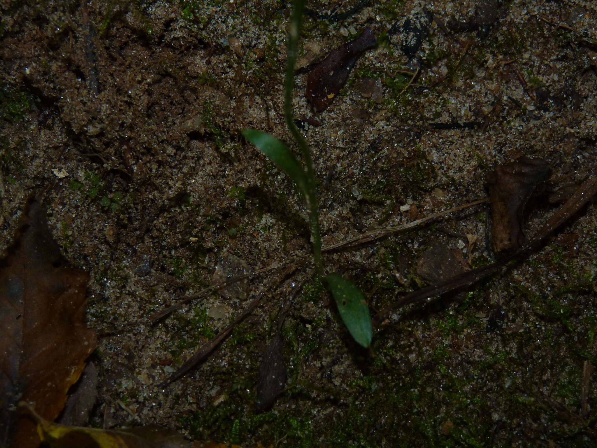 Image of October lady's tresses