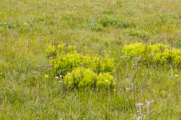 Image of Leucadendron spissifolium subsp. oribinum I. J. M. Williams