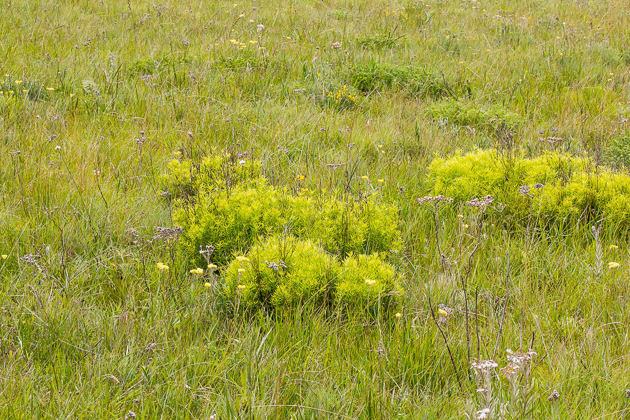 Image of Leucadendron spissifolium subsp. oribinum I. J. M. Williams