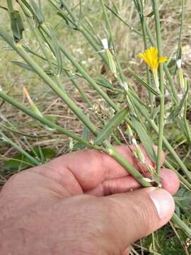 Chondrilla latifolia Bieb. resmi