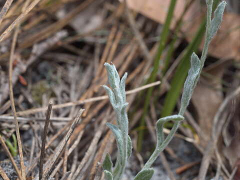 Image of Argentipallium blandowskianum (Steetz ex Sond.) P. G. Wilson