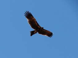 Image of Wedge-tailed Eagle