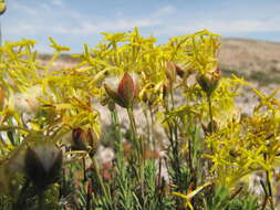 Image of Gnidia pedunculata Beyers