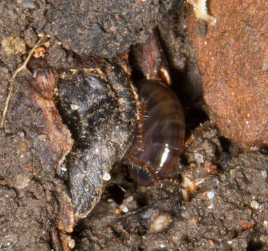 Image of Arcitalitrus dorrieni (Hunt 1925)