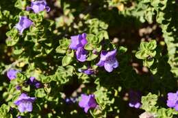 Imagem de Eremophila crassifolia (F. Muell.) F. Muell.