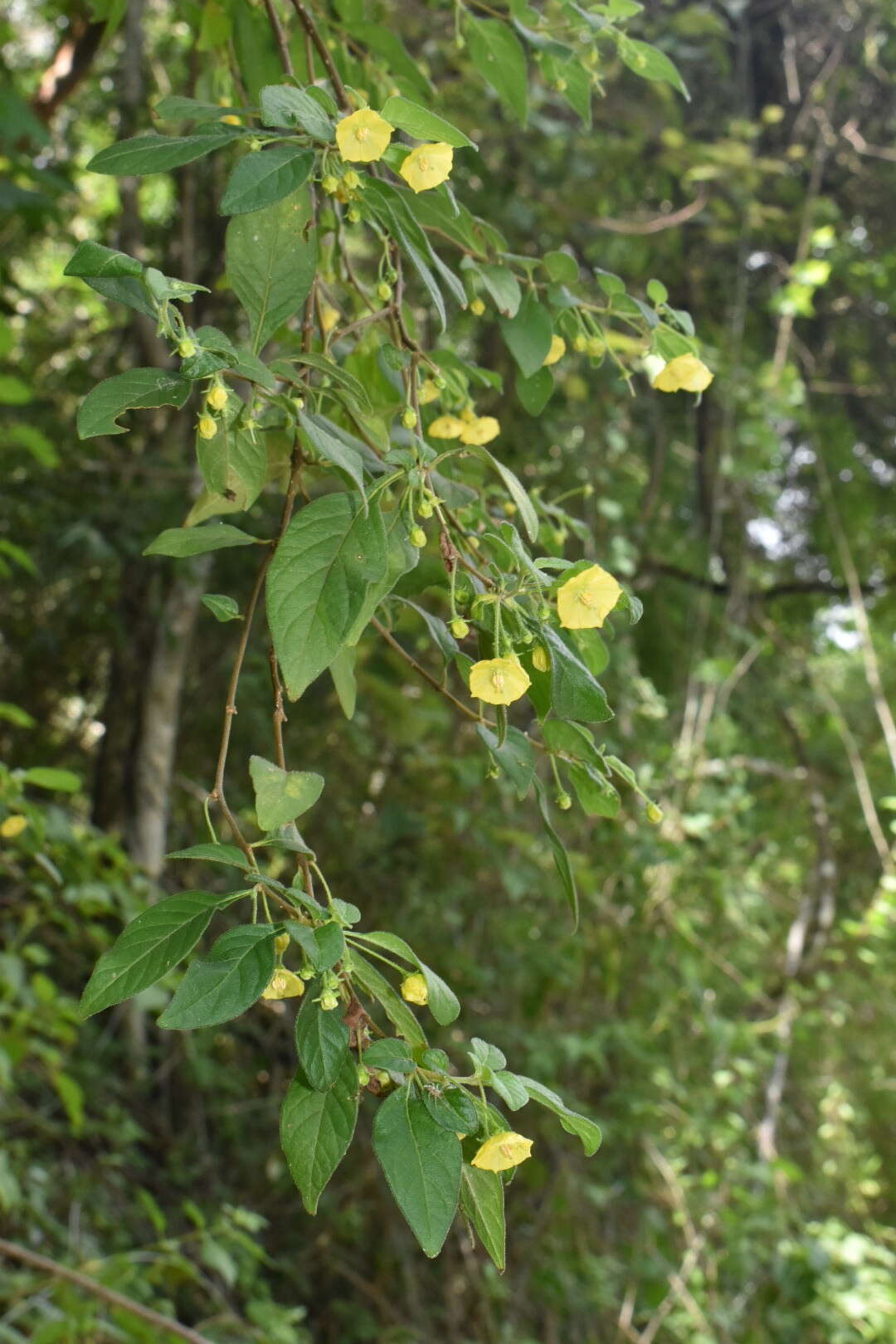 Image of Capsicum rhomboideum (Dun.) Kuntze