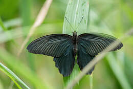 Image of Papilio protenor Cramer (1775)