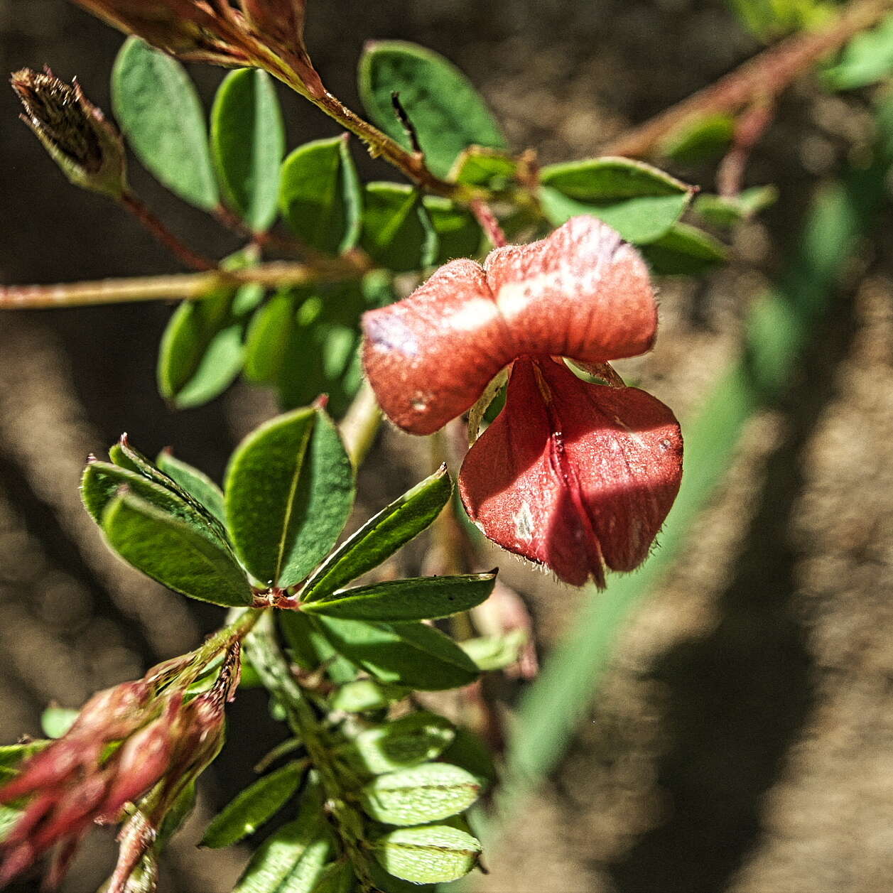 Слика од Indigofera woodii Bolus