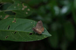 Image of Taviodes fulvescens Hampson 1926