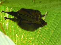 Image of Common Tent-making Bat