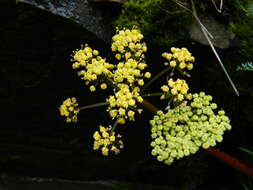 Слика од Lomatium salmoniflorum (Coult. & Rose) Mathias & Constance