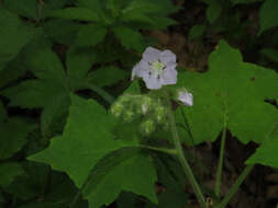 Image of great waterleaf