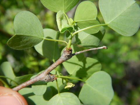 Image of Euphorbia californica Benth.