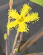 Image of Nymphoides thunbergiana (Griseb.) Kuntze