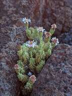 Imagem de Tetramolopium humile subsp. haleakalae T. K. Lowrey